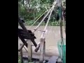 giăng lưới bắt cá linh nhậu thôi