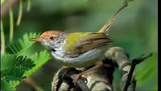 Tiếng Chim Sâu Xanh Hót Dụ Bổi Tới Đánh Hiệu Quả - Chim Sâu Xanh Hót Dụ Bổi ✓