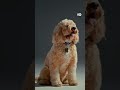 क्या कुत्ते भविष्य देख सकते हैं? [Can dogs predict the future?]
