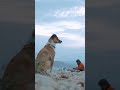 क्या कुत्ते भविष्य देख सकते हैं? [Can dogs predict the future?]