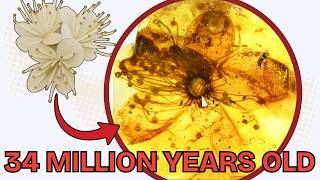This flower was frozen in time for 34 million years