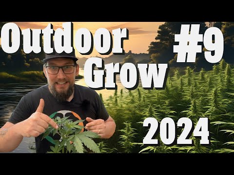 Hanf Outoor Grow einfach und schnell [200g Ernte ohne viel Aufwand]