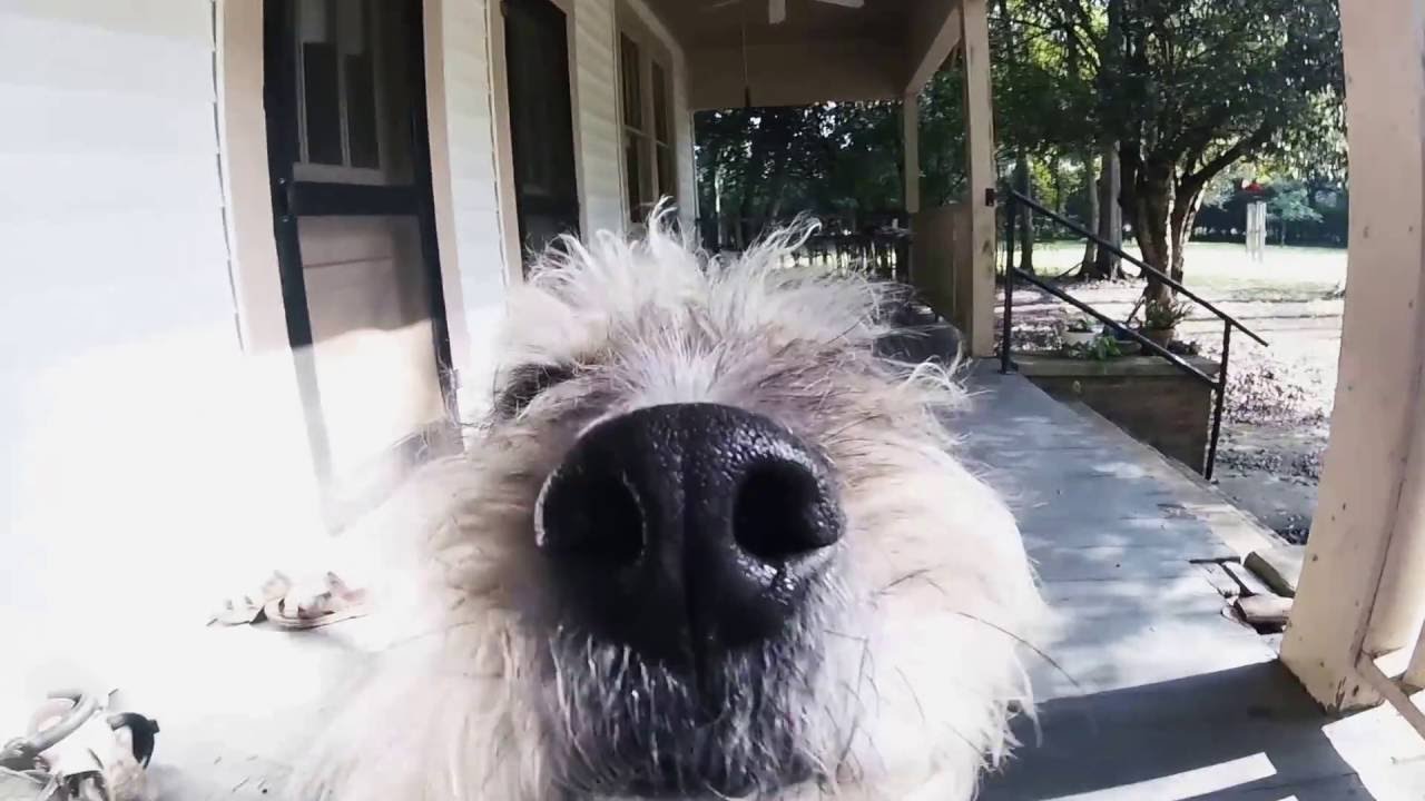 catahoula leopard dog poodle mix