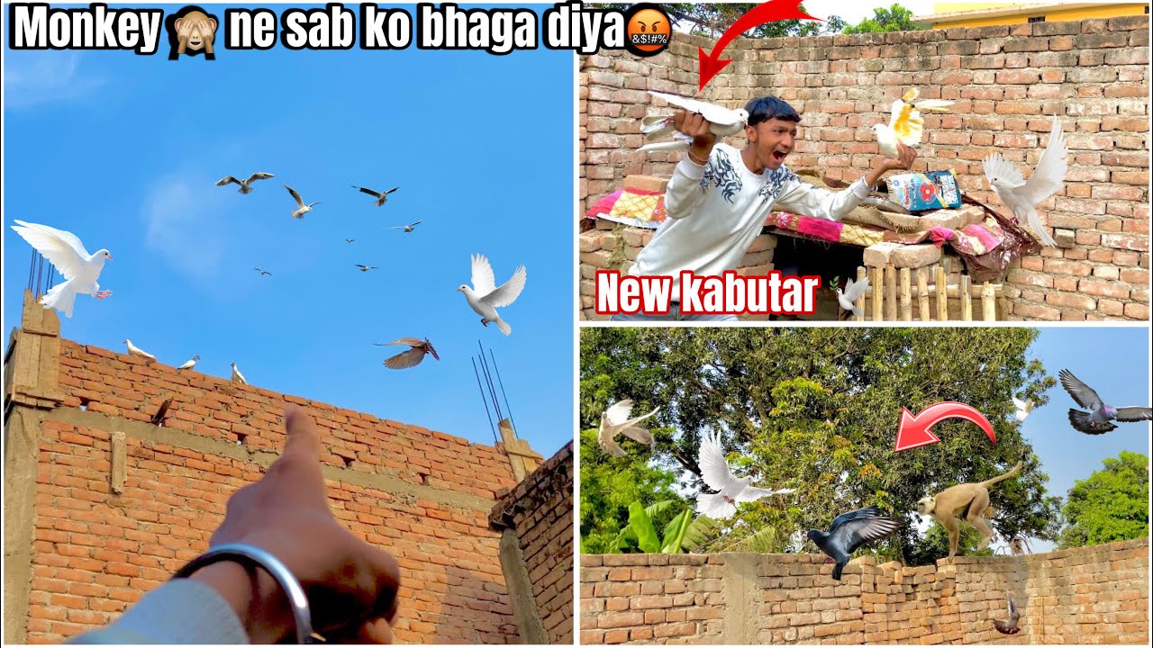 New pigeons 🕊️ko monkey 🙈 ne bhaga diya🤬 !! Monkey 🙈 ( attack ) 🤬 #petsvlog #vlog #familyvlog