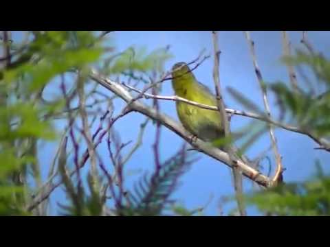 КАНАРСКИЕ ОСТРОВА-ЛЮБИТЕЛЬ ЗАСНЯЛ ПЕНИЕ ДИКОЙ КАНАРЕЙКИ.