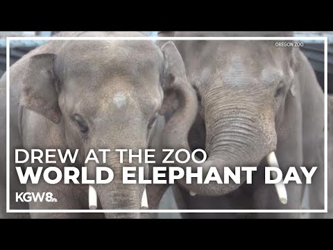 Celebrate World Elephant