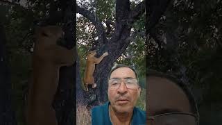 leão ataca leopardo