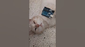 Gato vs Arduino - Gato programador electronico #viral #gatos #arduinos