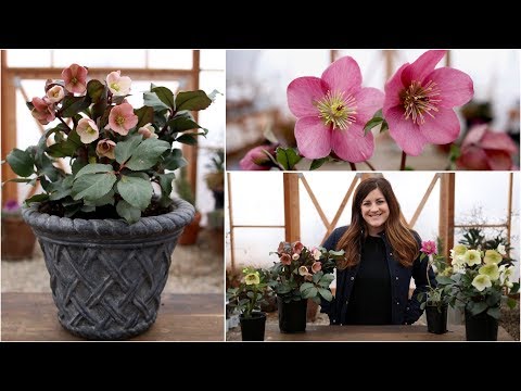 Video: The Hellebore Christmas Rose: Benefits, Cultivation And Maintenance