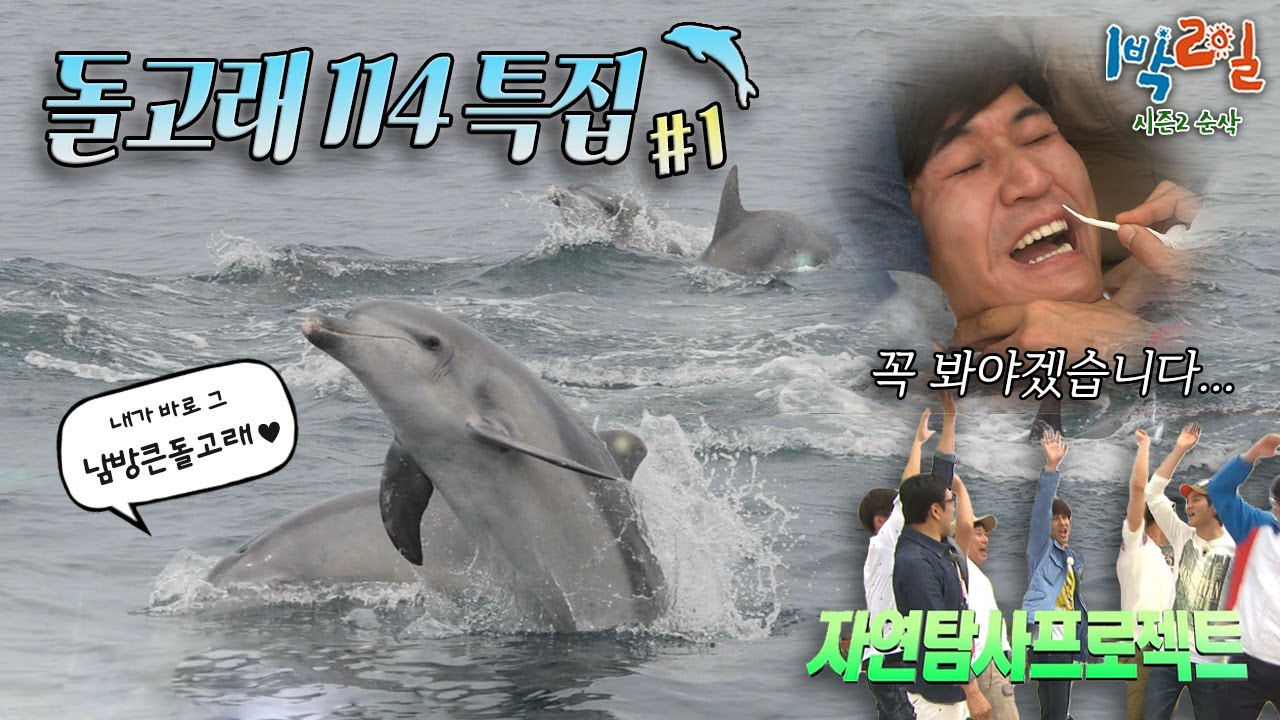 1박2일 자연 탐사 프로젝트! 우리가 찾으려는 게… 남방큰돌고래?🌊 제주도 앞바다에서 갱신된 간지럼참기 세계최단기록 [시즌2 순삭 #8-1] | KBS 120520 방송