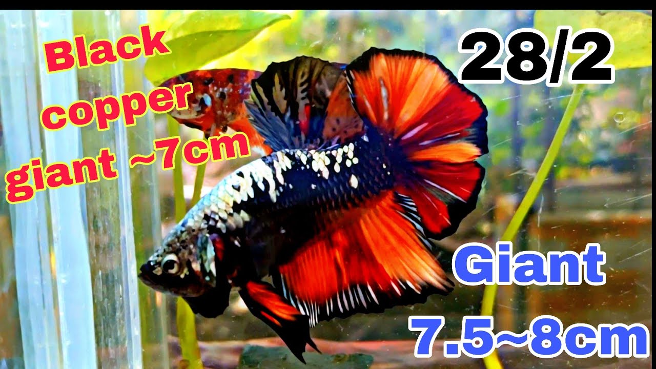 Đợt cá Betta Giant Tuyển chọn ĐẶC BIỆT 🌈 cuối tháng 2 - Muti Metallic, Black copper,Candy...🙏 ✈️ 🌎