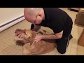 Dog Get's Back Cracked... Chiropractor for Dogs