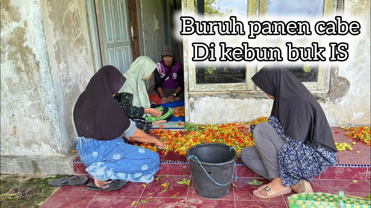 Buruh panen cabe di kebun buk IS ‼️