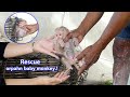 Rescue.!! Save poor orphan baby monkey from a poor family in a rural village no ability to feed