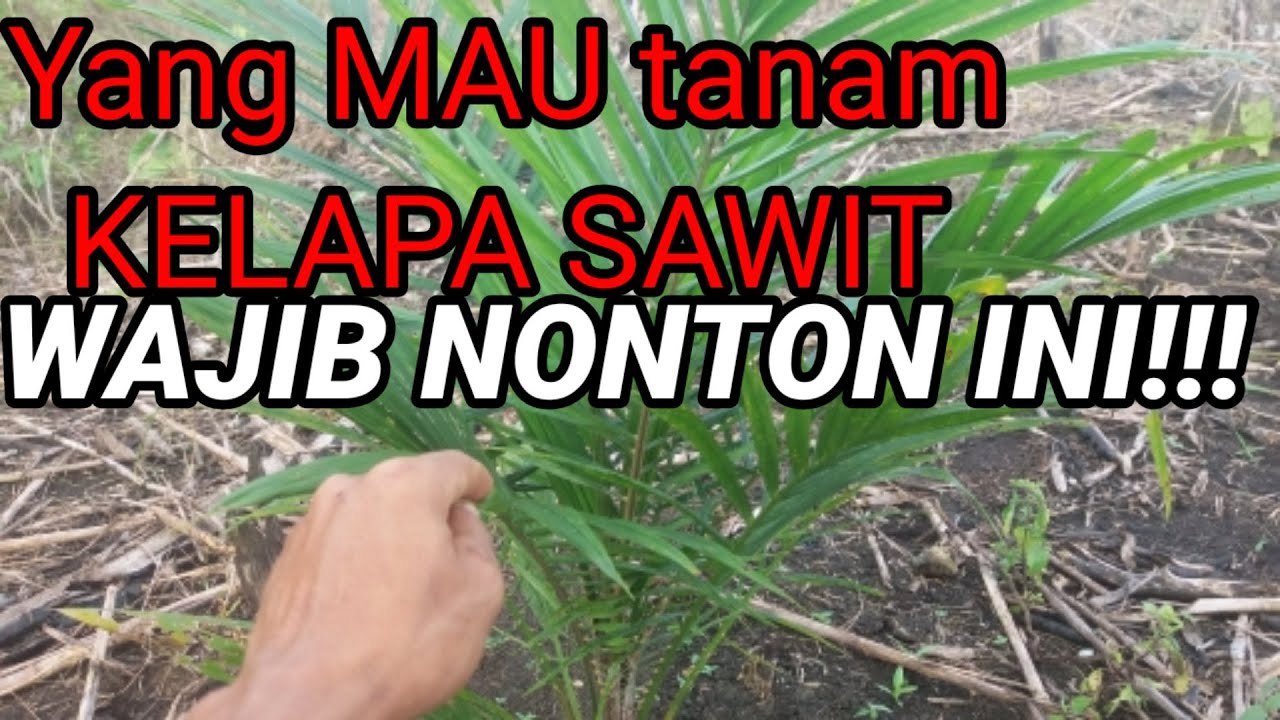 Cara RAHASIA menanam kelapa sawit agar cepat BERBUAH!!! 