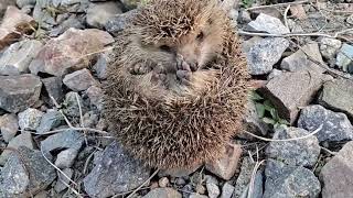 Angry Hedgehog 🦔🦔🦔   #shorts #hedgehog #stickyHedgehog #angryhedgehog #cutehedgehogs #hedgehoglove screenshot 4