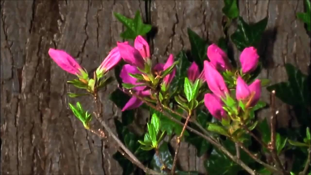 Видео меняющихся цветов
