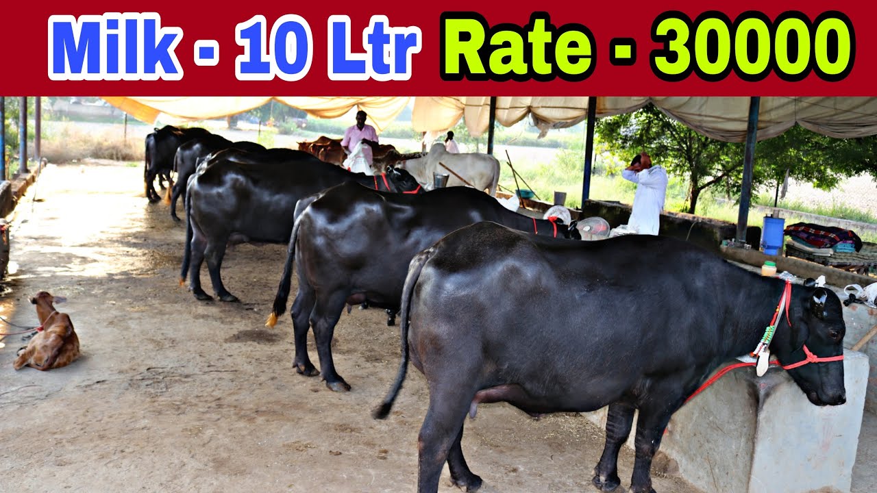 Buffalo and All Breed Cow Supply All Over India 🇮🇳 Jay Singh,Village-Salemgarh,Hisar