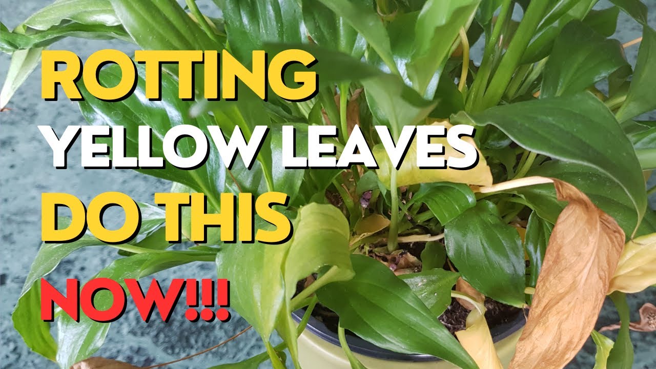 Peace Lily DYING What To Do Urgent Repotting Peace Lily YouTube