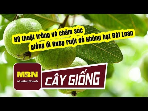 Video Kỹ thuật trồng và chăm sóc giống ổi Ruby ruột đỏ không... - youtube