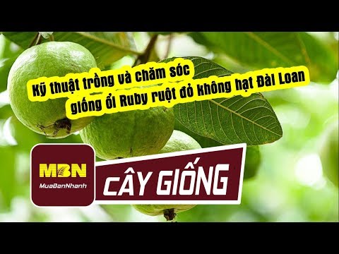 Video: Cỏ Fescue đỏ là gì: Tìm hiểu về cách chăm sóc cây cỏ đỏ trong bãi cỏ