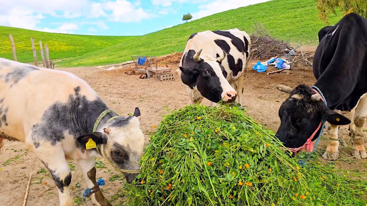 الأبقار كتستفد من خيرات الربيع فجو هادئ ونظيف...صورة كتلخص علاقة احترام و عناية بين الفلاح و ماشيته