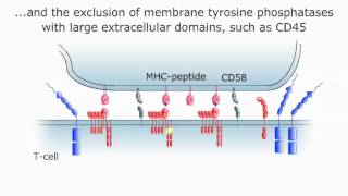 Kinetic-Segregation Model of T-cell Receptor Triggering