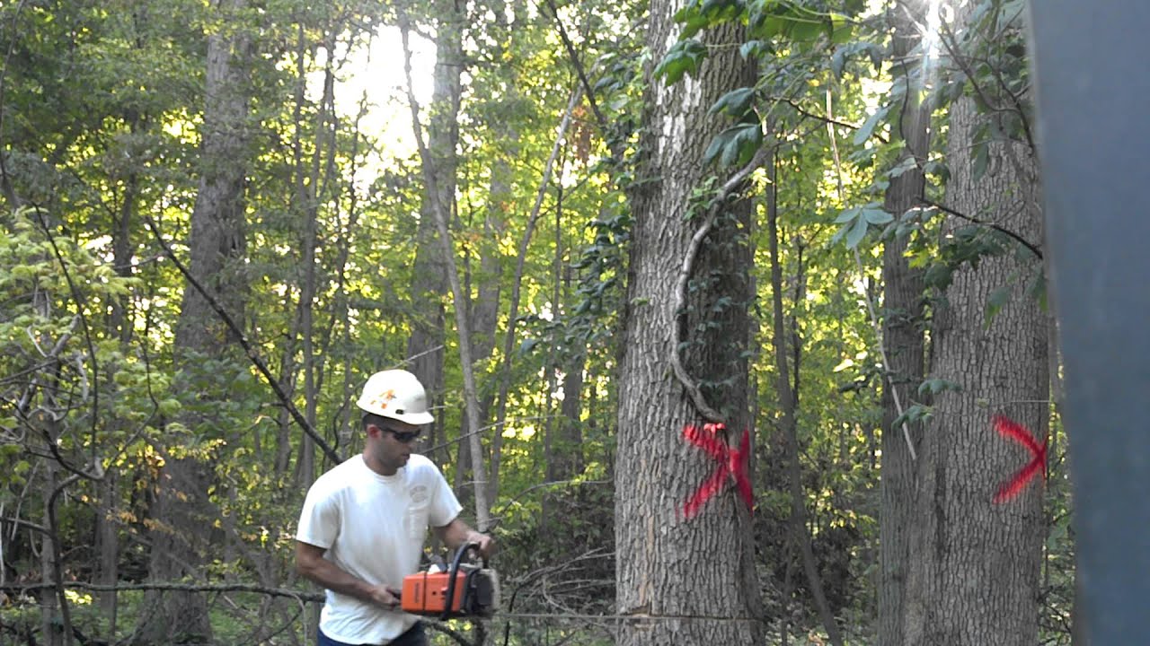 J&J tree service dropping ash trees