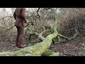 Medieval woodland forestry ambience  axe woodcutting birdsong and riverside nature