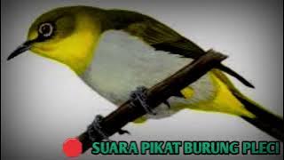 Suara Pikat Burung Pleci‼️di jamin langsung dapat