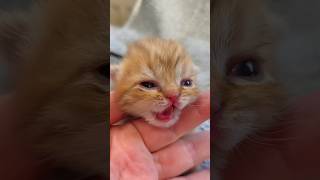 Kittens Meowing and Tickling