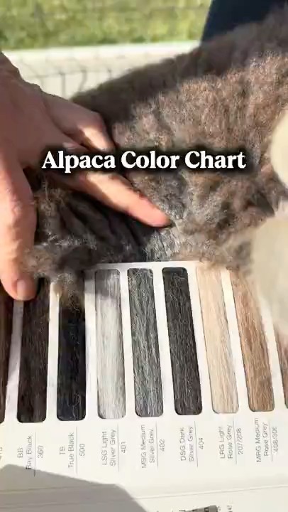 Alpaca color chart🦙 #alpaca #colorchart #farmtok #alpacas #fleece # ...