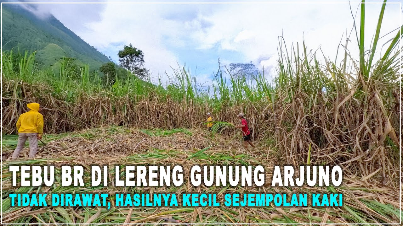 Tebu BR di Lereng Gunung Arjuno  Tidak Dirawat, Hasilnya Kecil Sejempolan Kaki