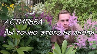 картинка: Секреты АСТИЛЬБЫ. Две ГЛАВНЫЕ особенности ухода за астильбой!