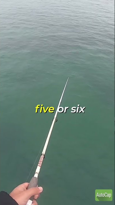 How to catch squid!!