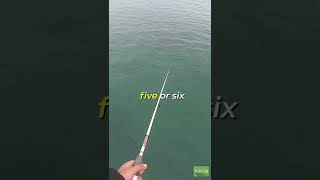 How to catch squid!!