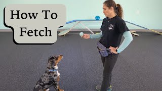 Teach Your Dog Fetch in 2 Minutes