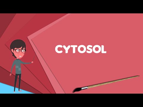 What Is Cytosol? Explain Cytosol, Define Cytosol, Meaning Of Cytosol