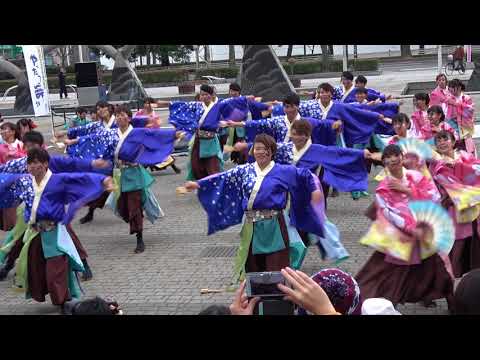 皇學館大学 雅　2017四日市よさこい11/26(日)　市民公園会場