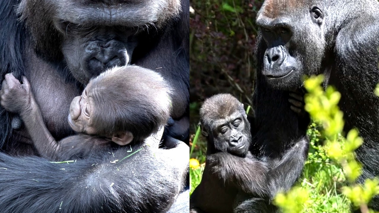 The Gorilla Raised with Love: From Baby to Spirited Youngster❤️