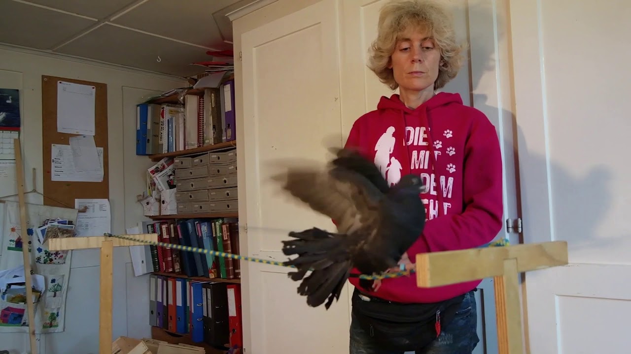 Clickertraining mit Tauben 