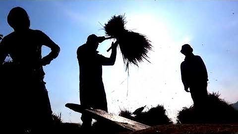 Cuộc sống ở làng quê : Buổi sáng sớm bình yên trên ruộng bậc thang Tà Pạ - Núi Tô, TT, AG 14/01/2022