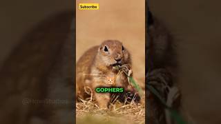 What Gophers Are Really Doing Underground