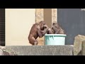 母さん相手にイッチョマエのアピ5歳、大きなバケツで遊ぶリキとアピ・オランウータン