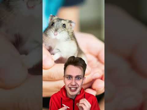 Хомяк съел своего хозяйна😱😰❌