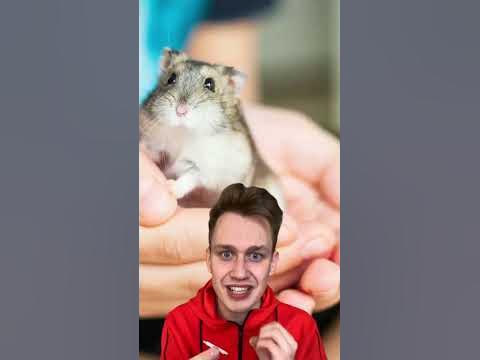 Хомяк съел своего хозяйна😱😰 - YouTube