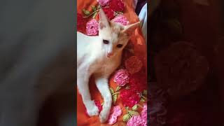 #cat #viral #funny #india #trending #cute #kitten #cutecat #aww #animals #kitty