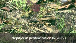 Study of Camouflage Sheds Light on Vision
How do animals see? It’s a question that vexes biologists and fascinates anyone who has watched animals go about their business: what does the world look like through their eyes? Scientists are attempting to answer some of these fundamental questions by studying the success of bird and egg camouflage.
Source: Univ. of Cambridge
Read more: http://www.laboratoryequipment.com/videos/2014/08/study-camouflage-sheds-light-vision Study of Camouflage Sheds Light on Vision