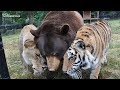 LA INCREÍBLE HISTORIA REAL de AMISTAD entre EL LEÓN, UN TIGRE y UN OSO