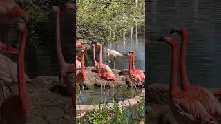 Весеннее гоготание розовых фламинго